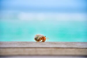 hermit crab walking across boardwalk with ocean behind