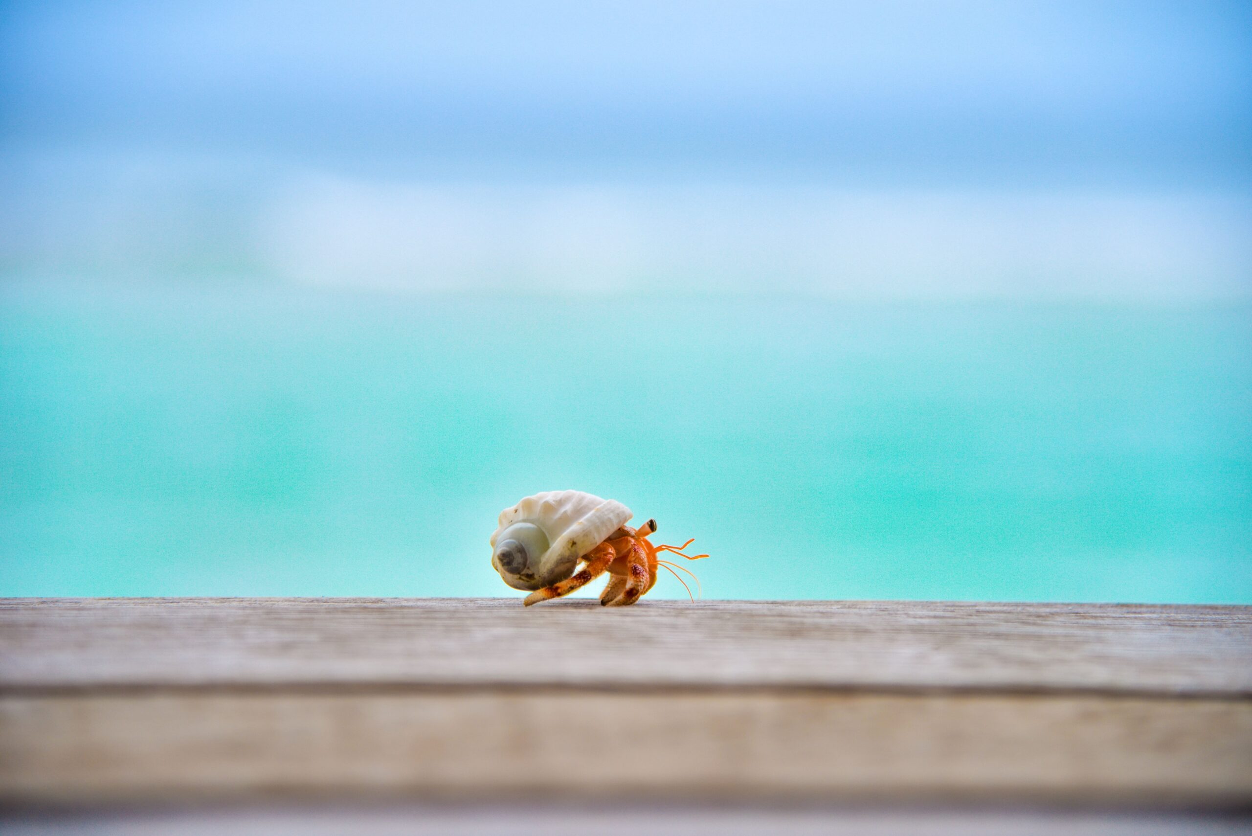 hermit crab walking across boardwalk with ocean behind