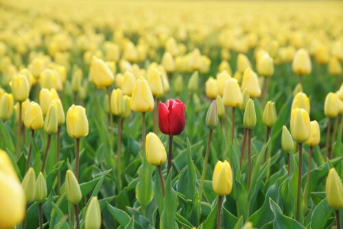 red tulip in a field of yellow tulips uniqueness intuitive eating