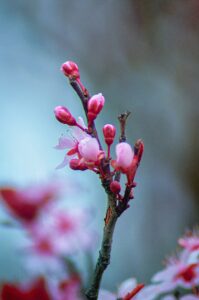menopause konenki time of growth and renewal flower buds