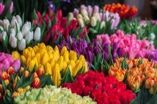 bold colours tulips