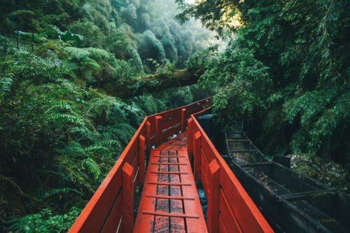 red pathway in the jungle