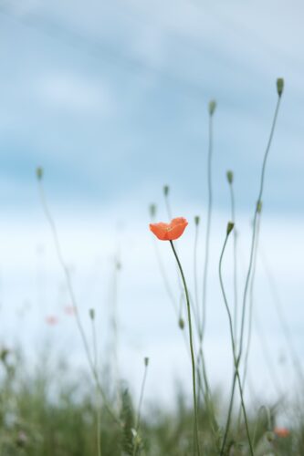poppy in a field relaxing