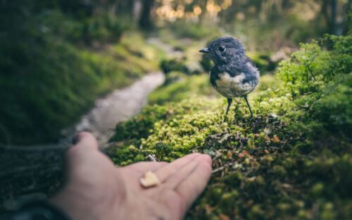 feeding a bird reconnecting trust
