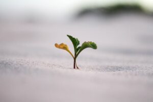 Plant sprouting through sand showing strength